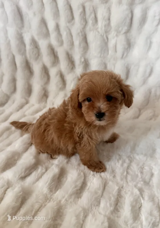 Lulu – Maltipoo, Poodle - Toy  puppy for sale in Lake Elsinore, CA