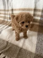 Coco, a female Maltipoo and Poodle - Toy  for sale in Murrieta, CA – 2 of 2