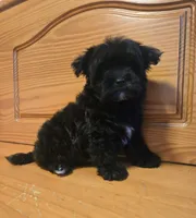 Luna, a female Maltipoo and Poodle - Toy  for sale in Lake Elsinore, CA – 1 of 2