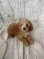 Marley, a male Maltipoo and Poodle - Toy  for sale in Lake Elsinore, CA – 2 of 2