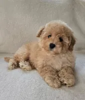 Lulu, a female Maltipoo and Poodle - Toy  for sale in Lake Elsinore, CA – Photo 2 of 2