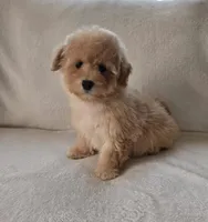 Lulu, a female Maltipoo and Poodle - Toy  for sale in Lake Elsinore, CA – Photo 1 of 2
