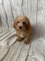 Marley, a male Maltipoo and Poodle - Toy  for sale in Murrieta, CA – 2 of 2