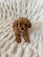 Lulu, a female Maltipoo and Poodle - Toy  for sale in Lake Elsinore, CA – 2 of 2