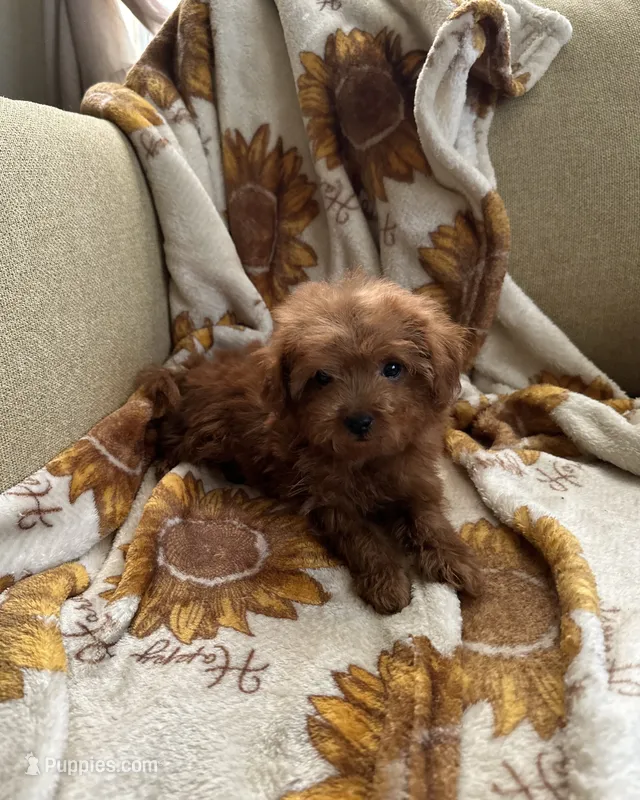 Teddy – Maltipoo, Poodle - Toy  puppy for sale in Lake Elsinore, CA
