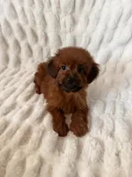 Coco, a female Maltipoo and Poodle - Toy  for sale in Lake Elsinore, CA – 2 of 2