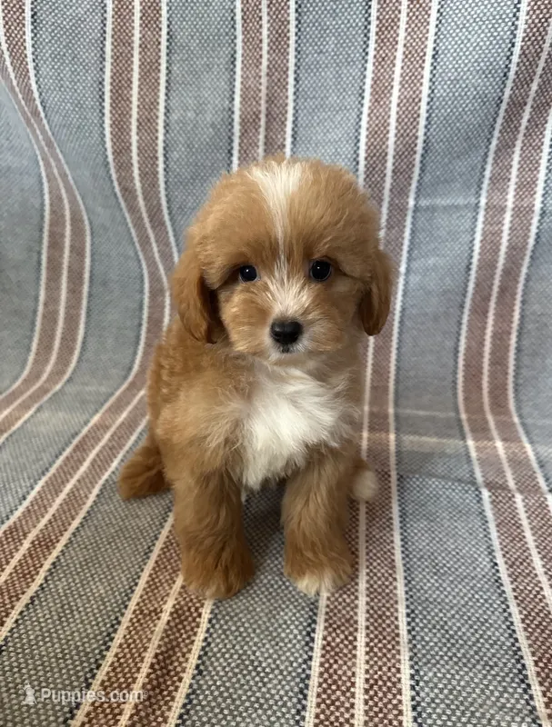 Max – Maltipoo, Poodle - Toy  puppy for sale in Lake Elsinore, CA