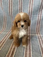 Max, a male Maltipoo and Poodle - Toy  for sale in Lake Elsinore, CA – 1 of 2