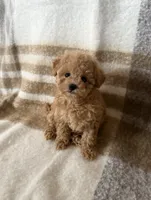 Coco, a female Maltipoo and Poodle - Toy  for sale in Murrieta, CA – 1 of 2