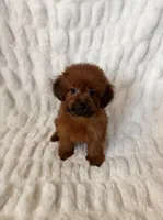 Coco, a female Maltipoo and Poodle - Toy  for sale in Lake Elsinore, CA – 1 of 2