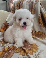 Marley, a male Maltipoo and Poodle - Toy  for sale in Lake Elsinore, CA – 2 of 2