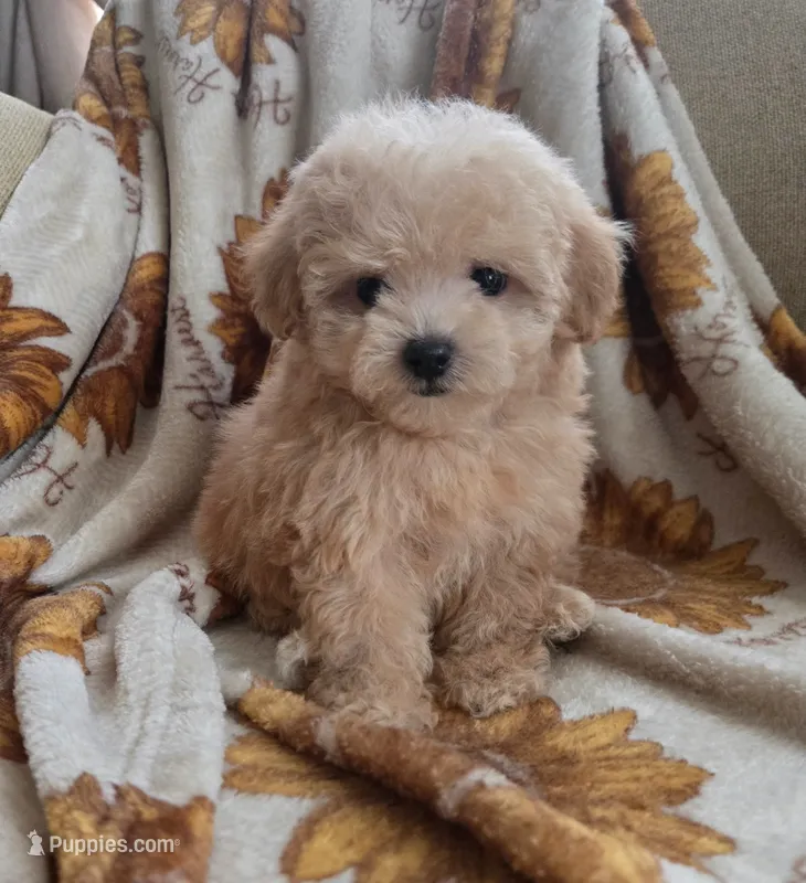 Lily – Maltipoo, Poodle - Toy  puppy for sale in Lake Elsinore, CA