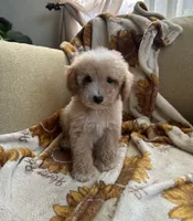 Bear, a male Maltipoo and Poodle - Toy  for sale in Lake Elsinore, CA – 2 of 2
