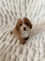Daisy, a female Maltipoo and Poodle - Toy  for sale in Lake Elsinore, CA – 2 of 2
