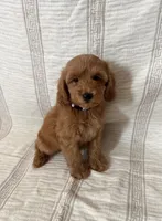 Bella, a female Maltipoo and Poodle - Toy  for sale in Murrieta, CA – 1 of 2