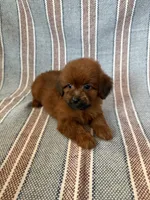 Luna, a female Maltipoo and Poodle - Toy  for sale in Lake Elsinore, CA – 2 of 2