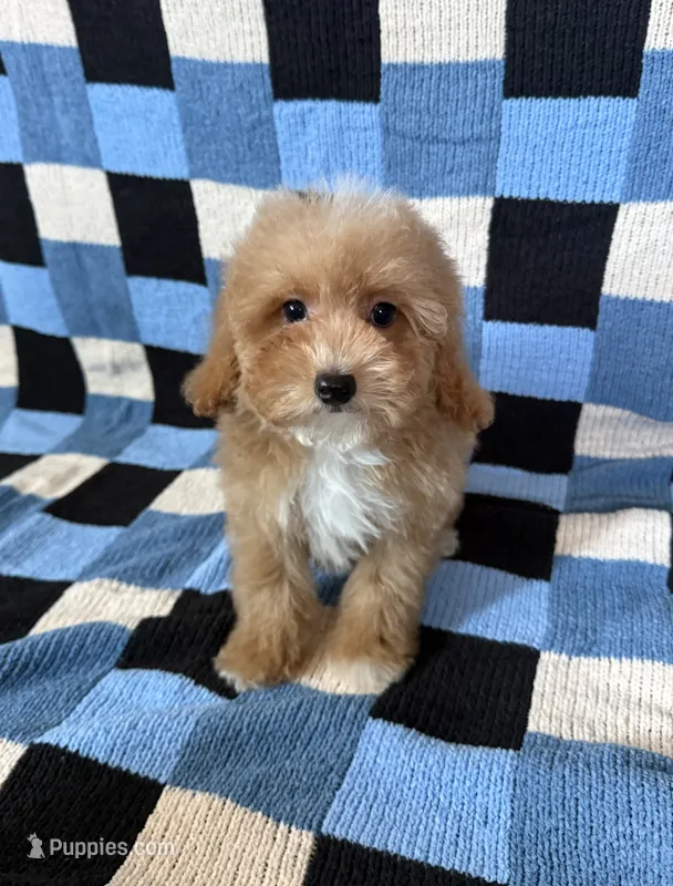 Teddy – Goldendoodle, Miniature Goldendoodle puppy for sale in Lake Elsinore, CA