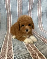 Daisy, a female Maltipoo and Poodle - Toy  for sale in Lake Elsinore, CA – 2 of 2