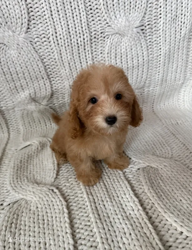 Daisy  – Maltipoo, Poodle - Toy  puppy for sale in Lake Elsinore, CA