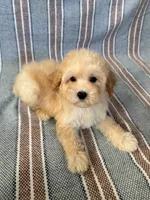 Bear, a male Maltipoo and Poodle - Toy  for sale in Lake Elsinore, CA – 2 of 2