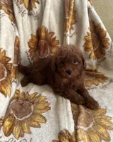 Teddy, a male Maltipoo and Poodle - Toy  for sale in Lake Elsinore, CA – 2 of 2