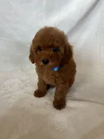 Bear, a male Maltipoo and Poodle - Toy  for sale in Lake Elsinore, CA – 2 of 2