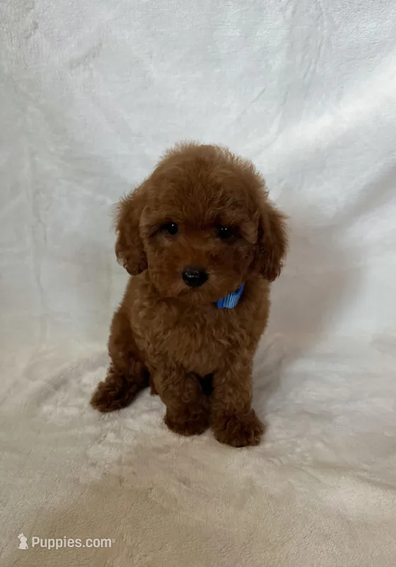 Bear – Maltipoo, Poodle - Toy  puppy for sale in Lake Elsinore, CA