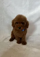 Bear, a male Maltipoo and Poodle - Toy  for sale in Lake Elsinore, CA – 1 of 2