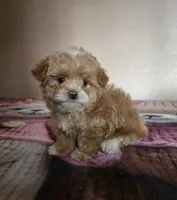 Gigi, a female Maltipoo and Poodle - Toy  for sale in Lake Elsinore, CA – 2 of 2