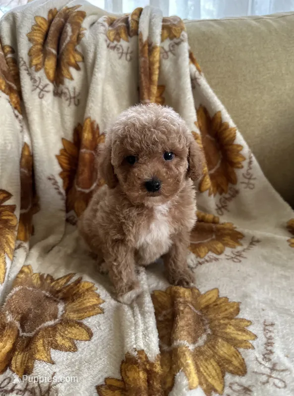 Marley – Maltipoo, Poodle - Toy  puppy for sale in Lake Elsinore, CA