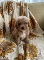 Marley, a male Maltipoo and Poodle - Toy  for sale in Lake Elsinore, CA – 1 of 2