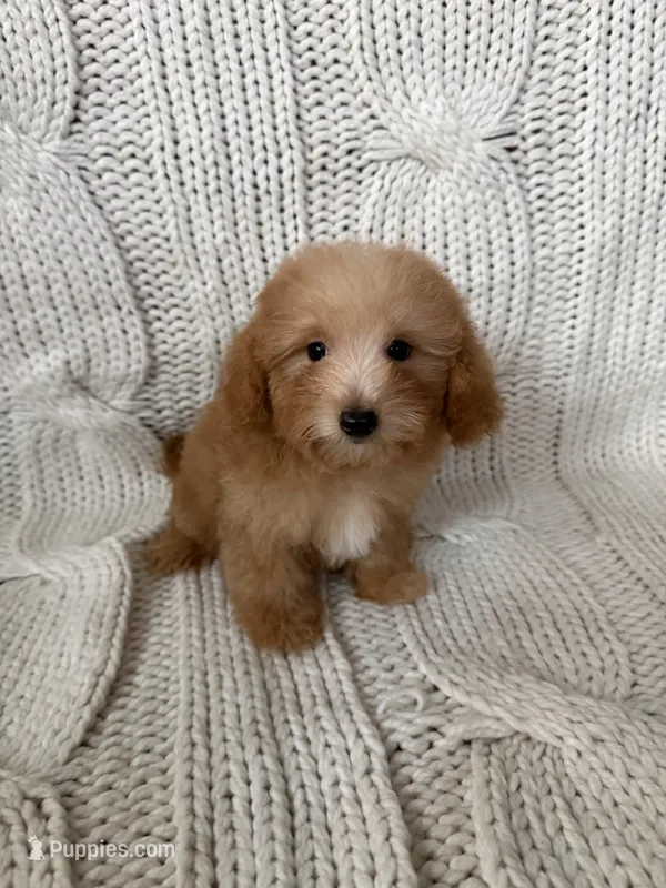 Marley – Maltipoo, Poodle - Toy  puppy for sale in Murrieta, CA