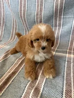 Max, a male Maltipoo and Poodle - Toy  for sale in Lake Elsinore, CA – 2 of 2