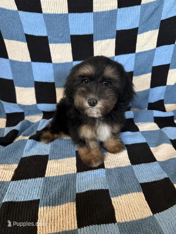 Daisy – Goldendoodle, Miniature Goldendoodle puppy for sale in Lake Elsinore, CA