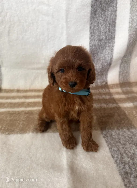 Teddy – Maltipoo, Poodle - Toy  puppy for sale in Murrieta, CA