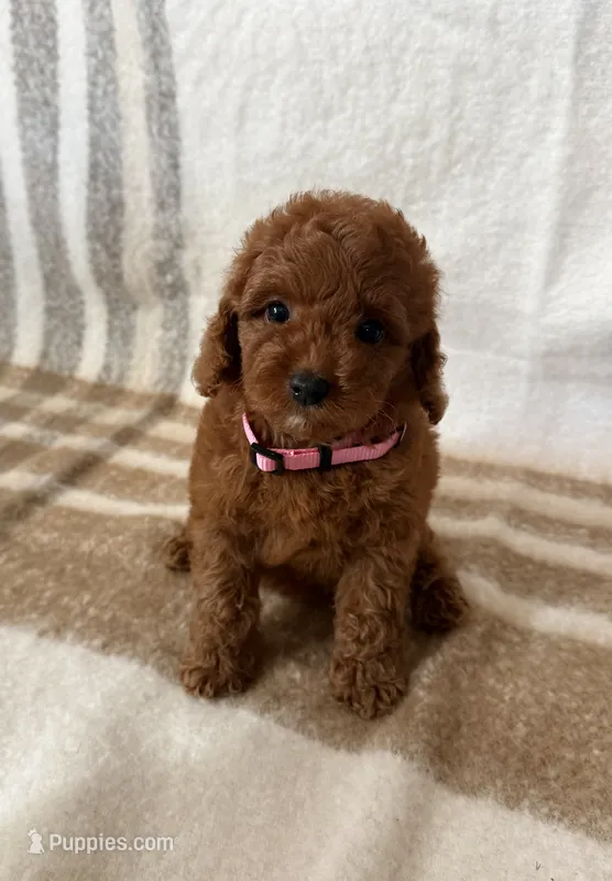 Gigi – Maltipoo, Poodle - Toy  puppy for sale in Murrieta, CA