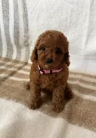 Gigi, a female Maltipoo and Poodle - Toy  for sale in Murrieta, CA – 1 of 2