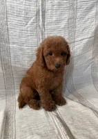 Bear, a male Maltipoo and Poodle - Toy  for sale in Murrieta, CA – 2 of 2