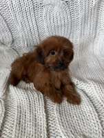 Luna, a female Maltipoo and Poodle - Toy  for sale in Lake Elsinore, CA – 2 of 2
