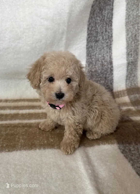 Daisy – Maltipoo, Poodle - Toy  puppy for sale in Murrieta, CA