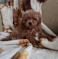 Lulu, a female Maltipoo and Poodle - Toy  for sale in Lake Elsinore, CA – 2 of 2