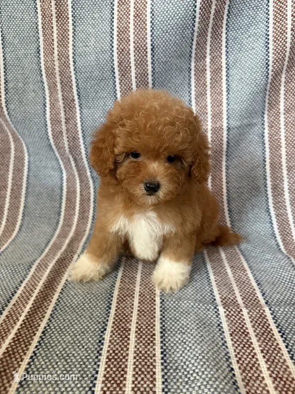 Daisy – Maltipoo, Poodle - Toy  puppy for sale in Lake Elsinore, CA