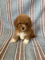 Daisy, a female Maltipoo and Poodle - Toy  for sale in Lake Elsinore, CA – 1 of 2