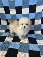 Bear, a male Maltipoo and Poodle - Toy  for sale in Lake Elsinore, CA – Photo 1 of 2