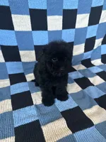 Daisy, a female Maltipoo and Poodle - Toy  for sale in Lake Elsinore, CA – Photo 2 of 2