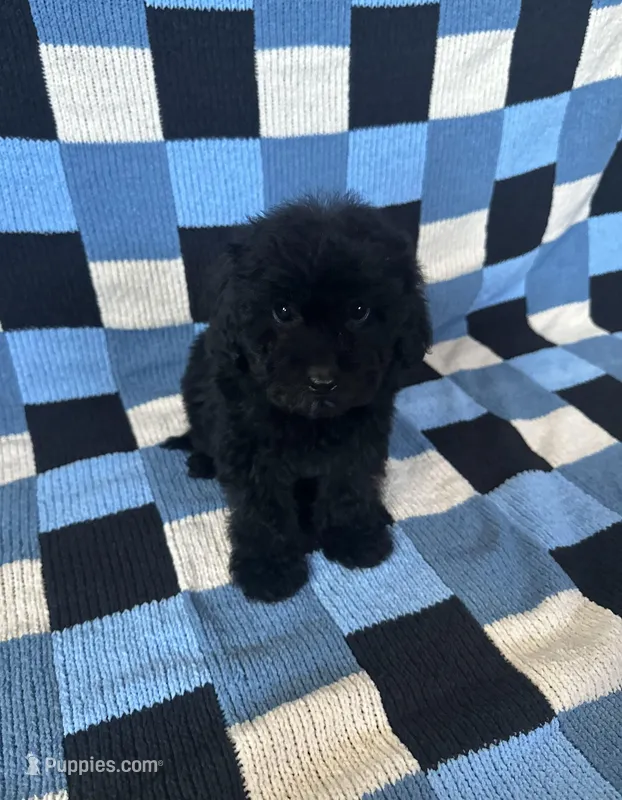 Daisy – Maltipoo, Poodle - Toy  puppy for sale in Lake Elsinore, CA