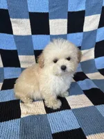Bear, a male Maltipoo and Poodle - Toy  for sale in Lake Elsinore, CA – Photo 2 of 2