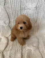 Milo, a male Maltipoo and Poodle - Toy  for sale in Murrieta, CA – 2 of 2