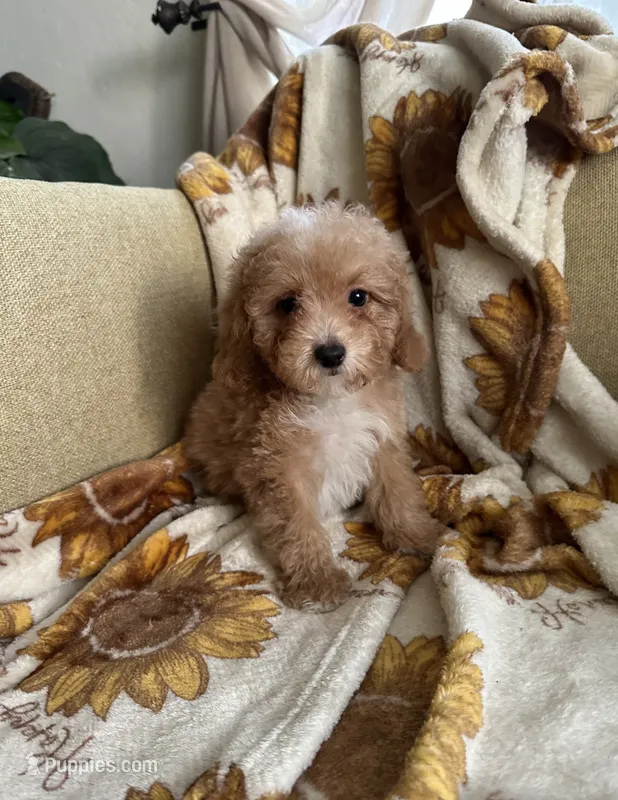 Max – Maltipoo, Poodle - Toy  puppy for sale in Lake Elsinore, CA