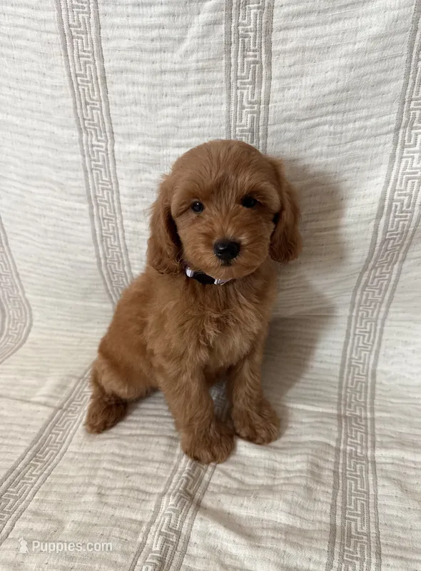 Milo – Maltipoo, Poodle - Toy  puppy for sale in Murrieta, CA